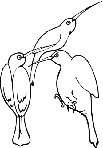 Three Hummingbirds Coloring Page